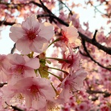 ２０２０河津桜in木場公園